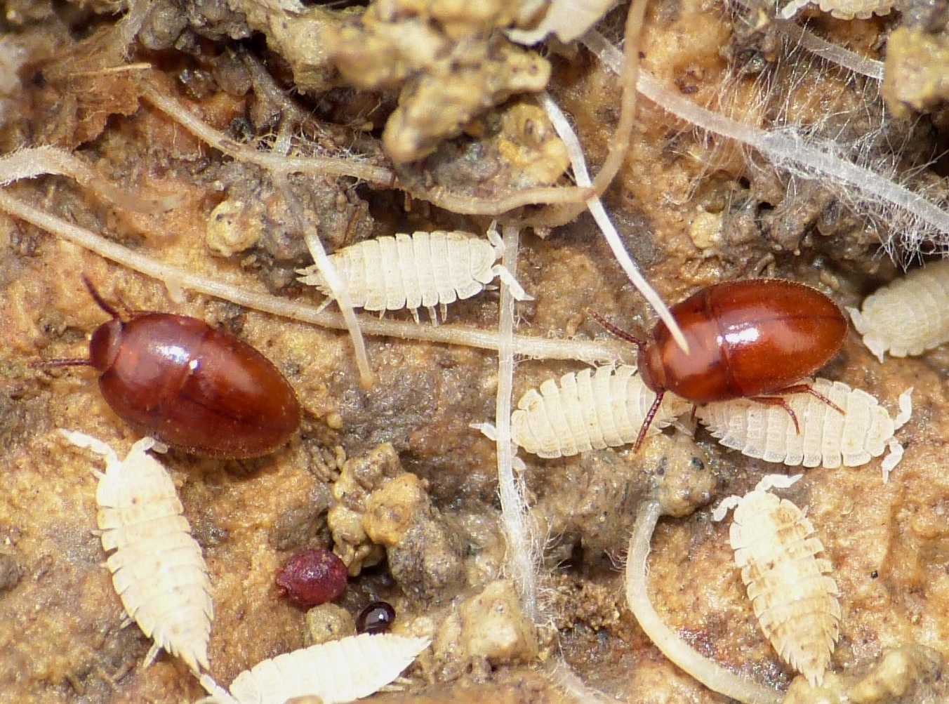 Oochrotus e Cholovocera in un formicaio con Platyarthridae